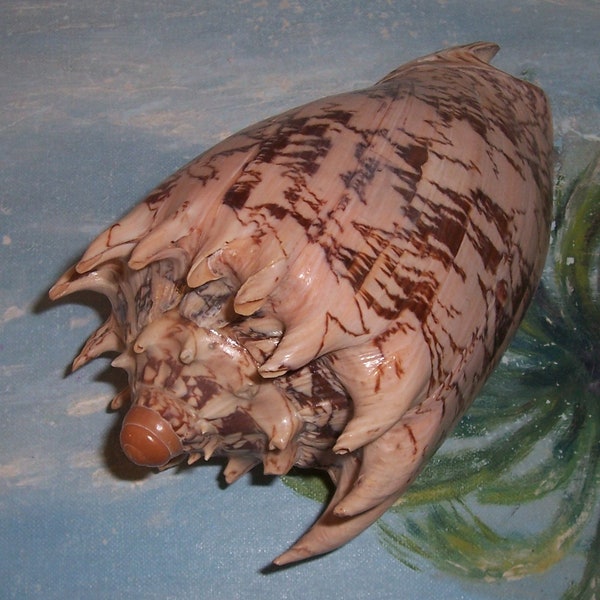 157.5mm Voluta Cymbiola imperialis IMPERIAL VOLUTE Seashell w/ Excellent markings JB