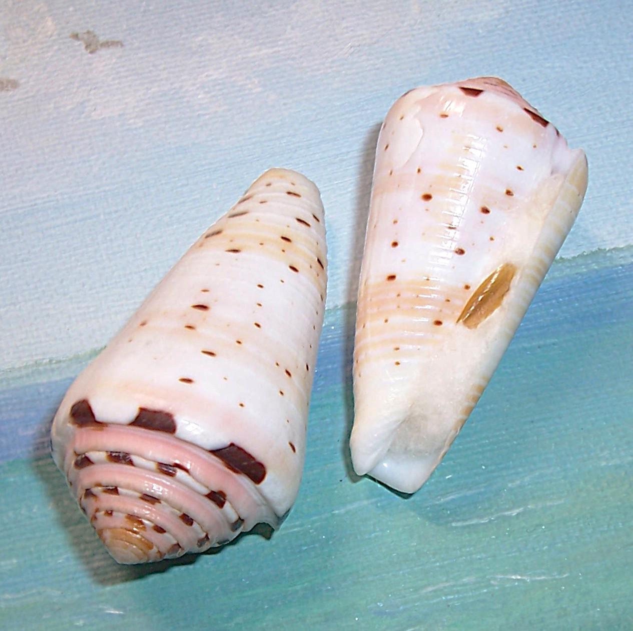 Philippine seashells - Etsy 日本