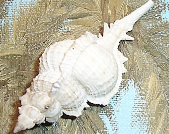 81.4mm Siratus beauii BEAU'S MUREX Seashell, Shell w/ Data from Brazil