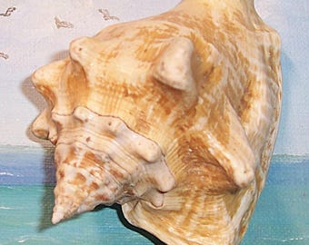 Tiny 100.1mm Strombus costatus MILK CONCH Shell Seashell Rare, DWARF