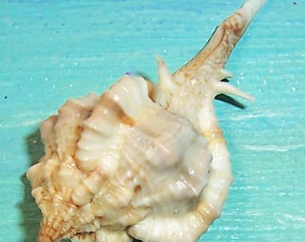 38.9mm 10,000 Island Collected Vokesimurex Rubidus ROSE MUREX Shell, Seashell w/ MOTTLED Coloring