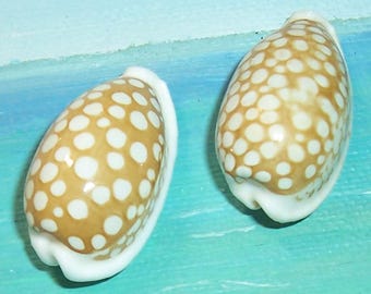 Cypraea Ocellata ~ タカラガイ（約25 mm/1インチ）~ 標本収集用貝殻