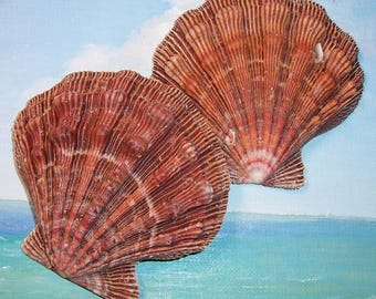 Large 99.1mm Nodipecten fragosus Northern LIONS PAW Scallop Shell, Seashell, Matched Set