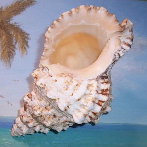 Puede incluir: Una gran concha de mar blanca y marrón con un exterior texturizado y espinoso. La concha tiene una boca ancha y abierta y un interior liso y blanco.