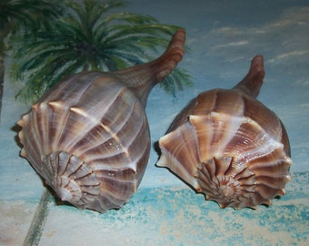 Set of two 8" & 7" Florida Beach collected LIGHTNING Whelk SEASHELL w/ dark Chocolate, Orange, Lavender color