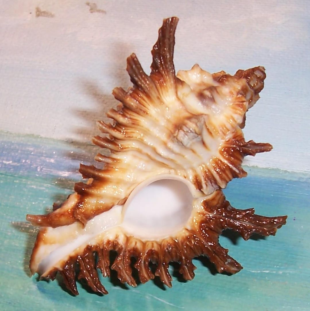 71.8mm Chicoreus (triplex) Florifer West Indian FLOWERY LACE MUREX