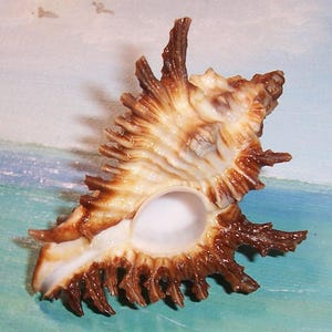 71.8mm Chicoreus (Triplex) florifer West Indian FLOWERY LACE MUREX Shell, Seashell
