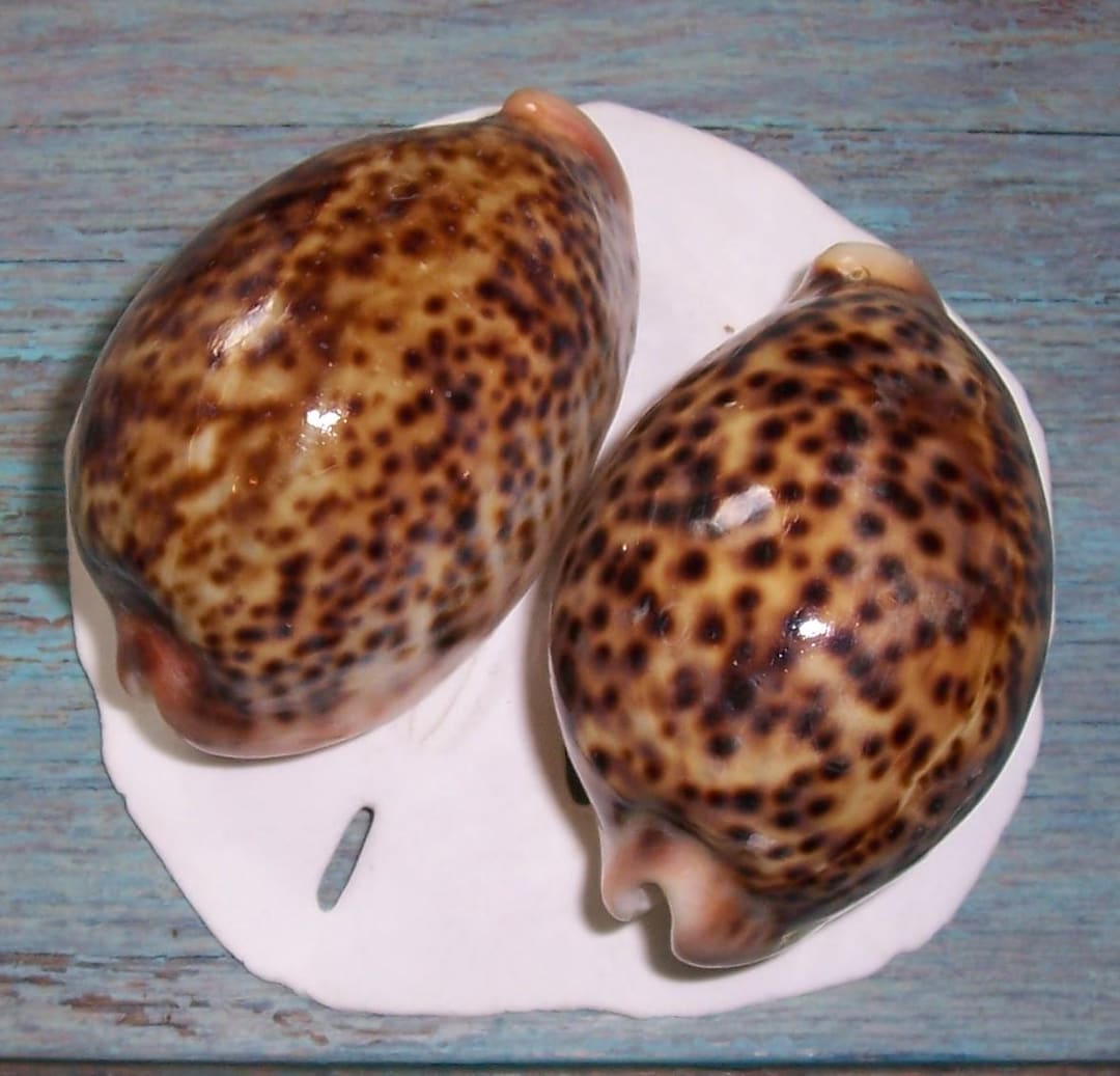 Panther Shell Set of Two 62.2&61.8mm Cypraea Pantherina PANTHER Cowry Shell, Seashell ...