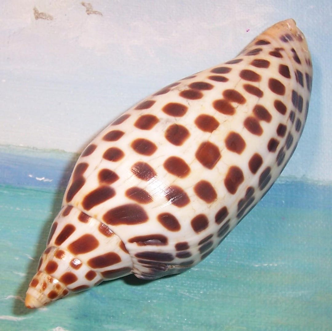 Very Large 116.05mm (4.58") FLORIDA Scaphella JUNONIA Juno's VOLUTE ...