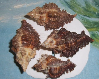 Set of four Exquisite Very DARK Colored 44.6-59.5mm Florida Keys Chicoreus florifer LACE Murex Seashell, Shell JB