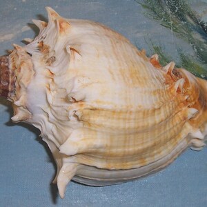 Huge 150.8mm Florida Melongena Corona Kings CROWN Conch SEASHELL JB - Etsy