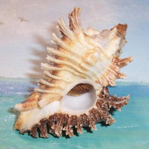 74.1mm Chicoreus (Triplex) florifer West Indian FLOWERY LACE MUREX Shell, Seashell