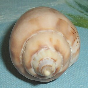 57.0mm Voluta Harpulina Lapponica BROWN Lined VOLUTE Shell, Seashell JB image 4