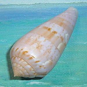 Peut inclure: Un grand coquillage allongé de forme conique. La coquille est principalement blanche avec des bandes et des taches de couleur beige et marron. La surface a un éclat brillant et la coquille se rétrécit en une pointe acérée. Le coquillage est un élément de décoration côtière naturelle.