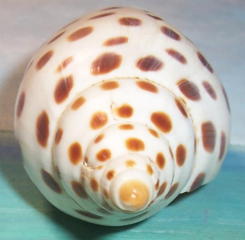 94.3mm Rare FLORIDA Scaphella JUNONIA Butleri Juno's VOLUTE Shell ...
