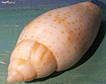 Rare 43.7mm Dibaphimitra Mitra Royal FLORIDA MITRE Shell, Seashell