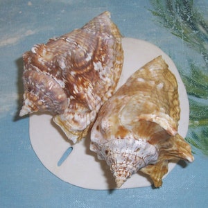 May include: Two brown and white seashells with intricate patterns on a white surface.