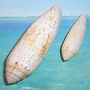 May include: Two cone-shaped seashells with a cream-colored base and brown spots. The larger shell has a more pronounced spiral pattern and a wider base. The shells are on a blue and turquoise background.