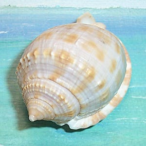 May include: A white and brown seashell with a spiral pattern. The shell has a smooth, glossy finish and is about 3 inches in diameter.