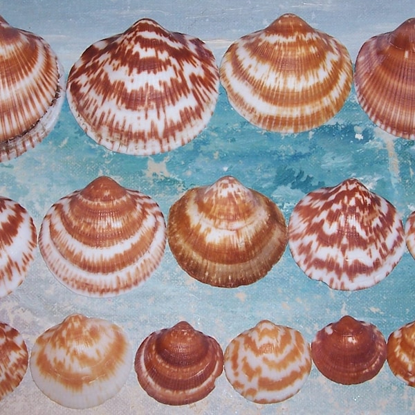 Lot of 20 Florida Navarre BEACH Collected Giant BITTERSWEET Clam SEASHELLS