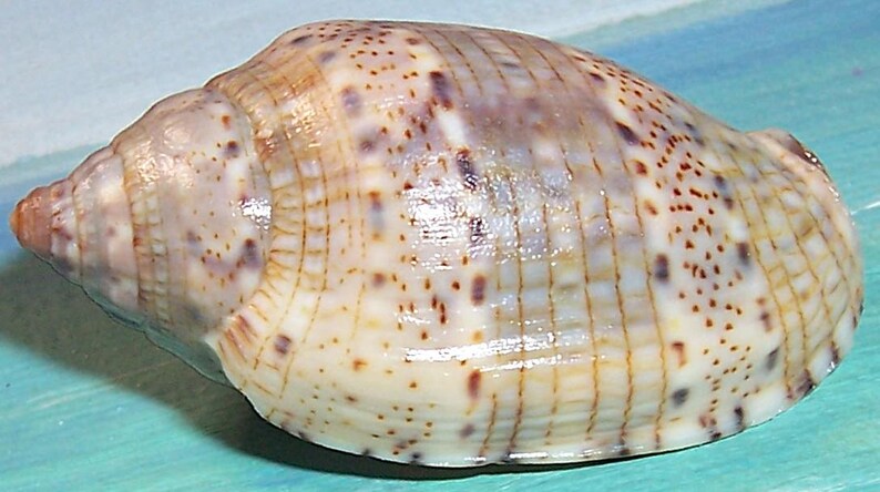 Shunk Shell Music 47.3mm Voluta Musica MUSIC VOLUTE Shell, Seashell W/ Good Color ...