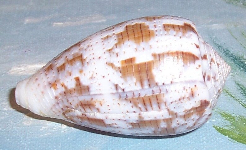 Specimen Grade 53.7mm CONUS monachus MONASTIC Cone Seashell w/ Data JB image 5