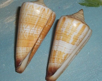 Set of two 52.9&51.2mm Conus Calibanus thalassiarchus BOUGH CONE JB