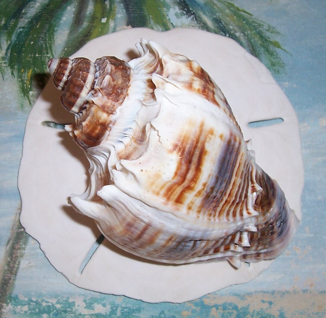 115.2mm FLORIDA Melongena Corona Kings CROWN Conch SEASHELL - Etsy