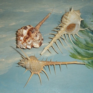 Set of 3 very large Classic Specimen MUREX 123.8-113.2mm TROSCHEL&#39;S, Hero, Snipe & Woodcock/False Venus Comb Seashell, Shell JB #3