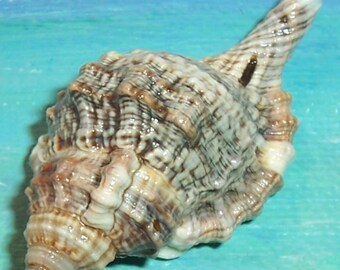 50.6mm Cymatium Gutturnium muricinum KNOBBLY TRITON Shell,  Seashell