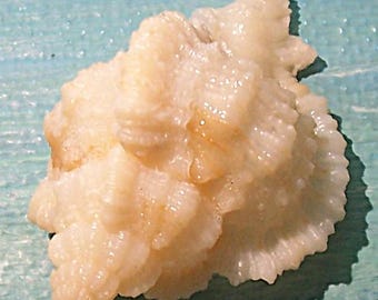 Very Rare 36.9mm Florida 10,000 Islands collected ALBINISTIC Phyllonotus pomum APPLE MUREX Shell, Seashell