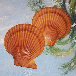 72,7 mm matched ORANJE pecten Mimachlamys asperrima PRICKLY Zeeschelp JB