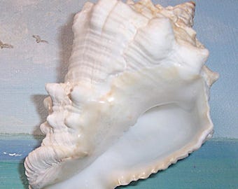 Huge 95.1mm FLORIDA Keys Vasum muricatum Caribbean Vase Shell SEASHELL
