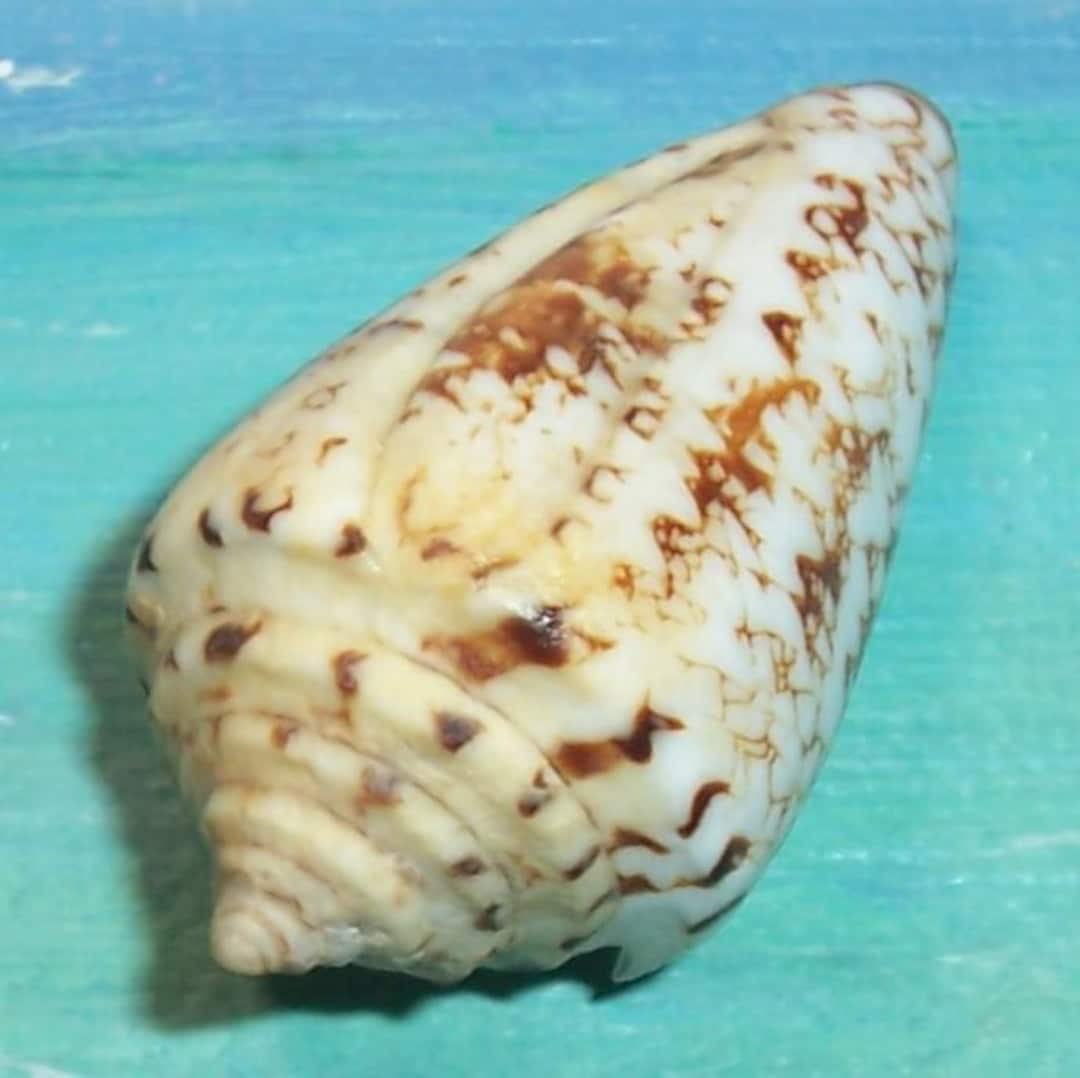 42.0mm Conus Acuminatus Locumtenens VICE ADMIRAL CONE Shell, Seashell W ...