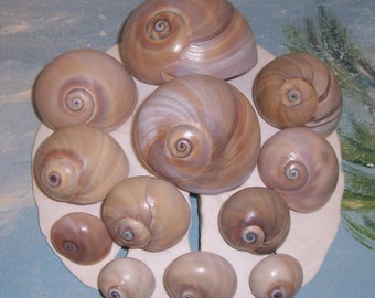 One Dozen Florida Gulf BEACH Collected Moon SNAIL, Shark Eye SEASHELLS #2 Growth Study