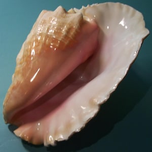 large 10" adult Forida Keys Collected Strombus gigas QUEEN, PINK CONCH Shell Seashell w/ no Harvest Hole