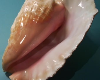 large 10" adult Forida Keys Collected Strombus gigas QUEEN, PINK CONCH Shell Seashell w/ no Harvest Hole