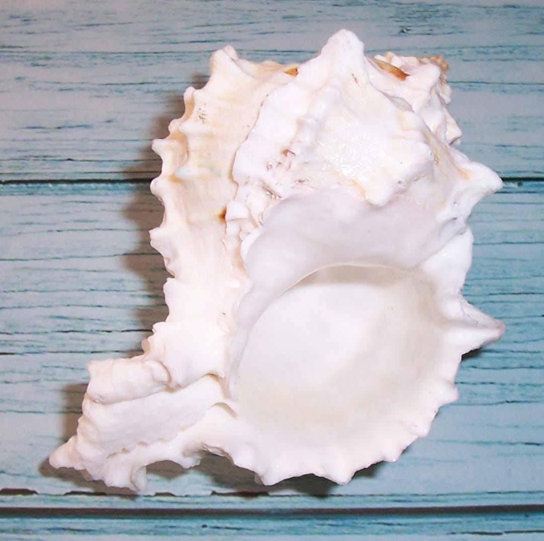 97.9mm ALBINO Pink-mouth Murex Phyllonotus Erythrostomus SEASHELL Shell ...
