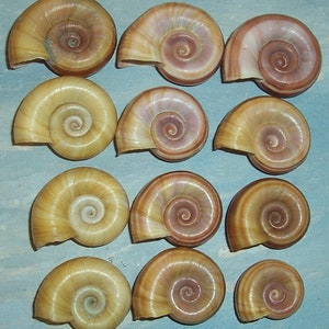 One Dozen Florida Collected Marisa cornuarietis Columbian RAMSHORN Apple Snail SHELLS 1 JB image 2