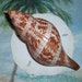 see more listings in the SEASHELLS & BEACH FINDS section