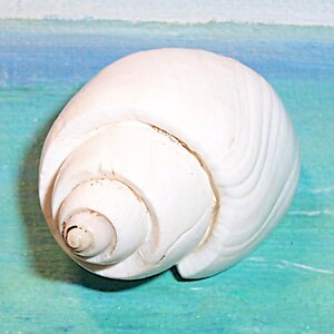 Puede incluir: Una concha blanca con un patrón en espiral. La concha tiene una superficie lisa y brillante y una forma redondeada. Este artículo natural y orgánico es ideal para la decoración costera o manualidades.