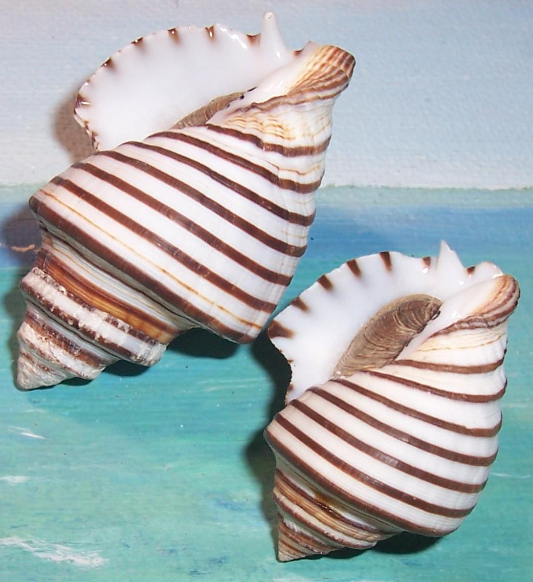 Set of Two 36.7&49.3mm Opeatostoma Pseudodon THORN LATIRUS Shell