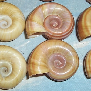 One Dozen Florida Collected Marisa cornuarietis Columbian RAMSHORN Apple Snail SHELLS 1 JB image 4