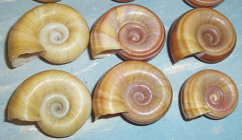 One Dozen Florida Collected Marisa cornuarietis Columbian RAMSHORN Apple Snail SHELLS 1 JB image 4