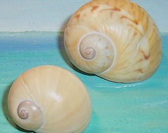 26.9mm FLORIDA 10K Islands Collected Naticarius Verae variation of the GAUDY NAUTICA