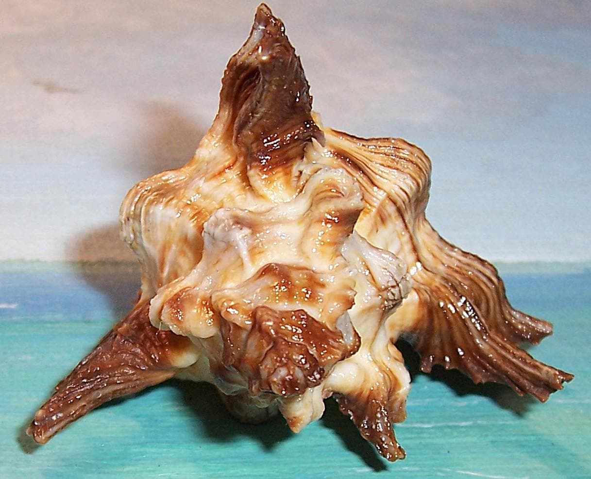 71.8mm Chicoreus (triplex) Florifer West Indian FLOWERY LACE MUREX