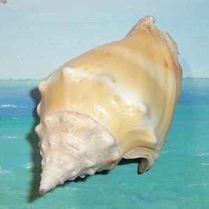 May include: A large, cream-coloured seashell with a pointed end and a rounded body. The shell has a smooth, glossy surface with subtle ridges and a natural, organic shape. The background is a painted scene of a beach.