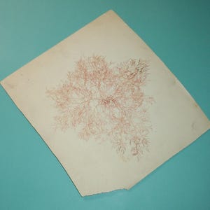 ANTIQUE, carte d'herbier d'algues de l'océan victorien pour l'encadrement