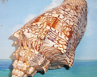 Huge 170.4mm Voluta ebraea HEBREW VOLUTE Seashell w/ Excellent markings