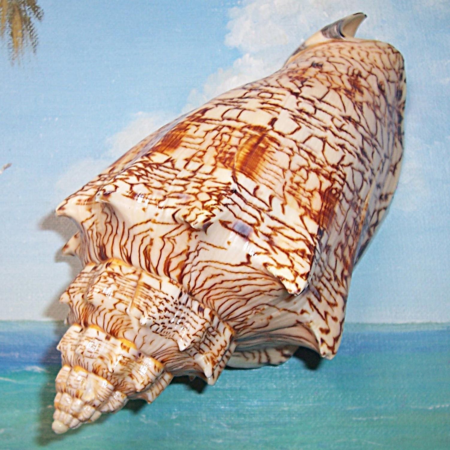 Junonia shell - Etsy 日本